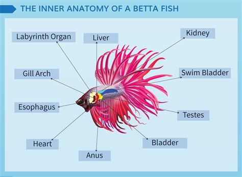 The Ultimate Guide to Betta Fish Care: Everything You Need to .